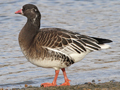 Ross's Goose x Lesser White-fronted Goose hybrid